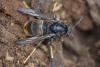 Vespa velutina